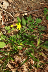 Ranunculus fascicularis