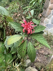 Justicia carnea