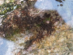 Chondrus