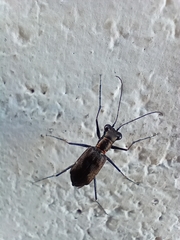 Odontocheila