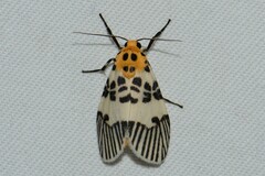 Ammatho maculifasciata