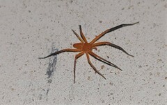 Suemus punctatus