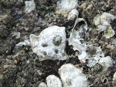 Patellogastropoda