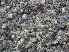 Chthamalus challengeri