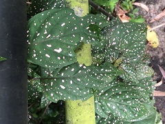 Hypoestes