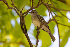 Elaenia chiriquensis