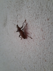 Naupactus xanthographus