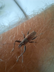 Naupactus xanthographus