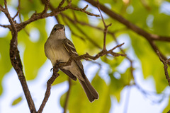 Elaenia chiriquensis