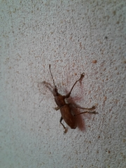 Naupactus xanthographus