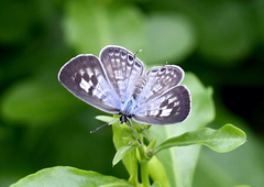 Leptotes plinius