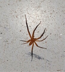 Suemus punctatus