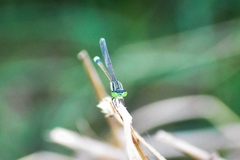 Ischnura senegalensis