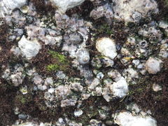 Patellogastropoda