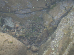Anthopleura fuscoviridis