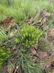 Euryops laxus