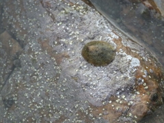Cellana