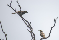 Gavicalis fasciogularis