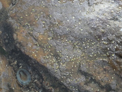 Patellogastropoda