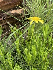Euryops laxus