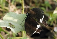 Papilio polytes