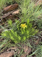 Euryops laxus