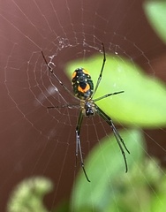 Leucauge argyrobapta