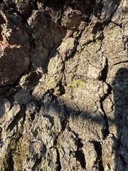 Candelariella efflorescens