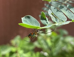 Leucauge argyrobapta