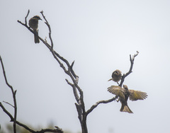 Gavicalis fasciogularis