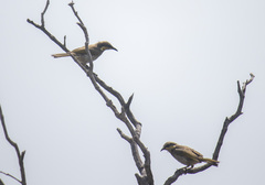 Gavicalis fasciogularis