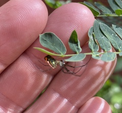 Leucauge argyrobapta