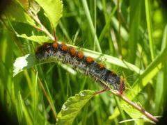 Eriogaster lanestris