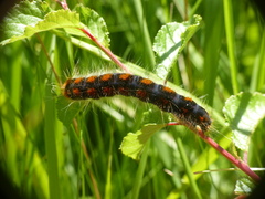 Eriogaster lanestris