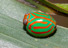 Hemisphaerius interclusus
