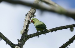 Forpus conspicillatus