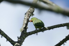 Forpus conspicillatus