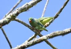 Forpus conspicillatus