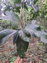 Vateria indica