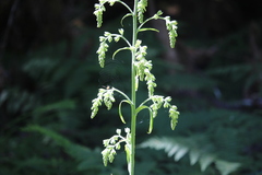 Veratrum viride eschscholtzianum