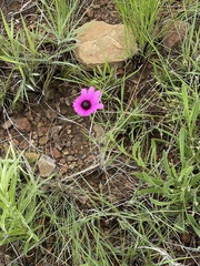 Dimorphotheca jucunda