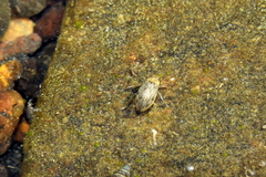 Berosus