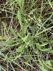 Dimorphotheca jucunda