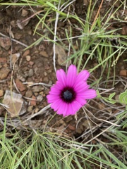 Dimorphotheca jucunda
