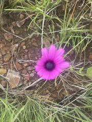 Dimorphotheca jucunda