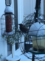 Sturnus vulgaris