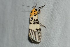Ammatho maculifasciata