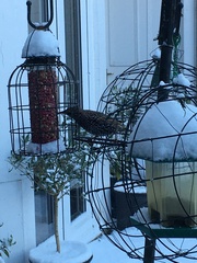 Sturnus vulgaris