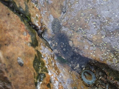 Anthopleura