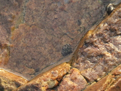 Patellogastropoda